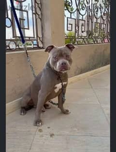 male pitbull for mating 0
