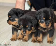 Rottweiler Male Puppy From Russia 0