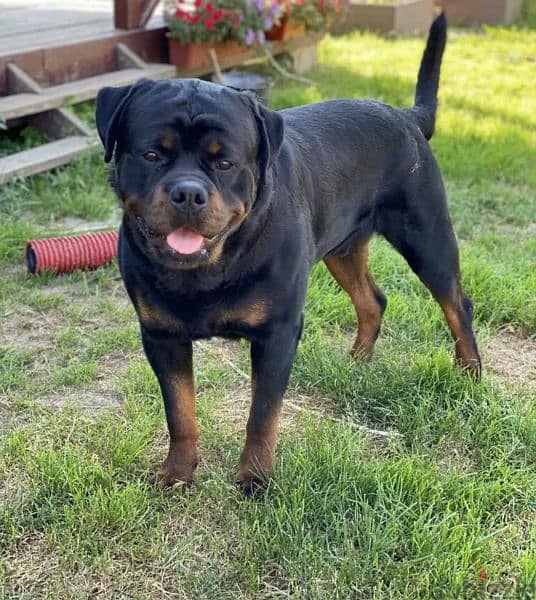 Rottweiler Male Puppy From Russia 4