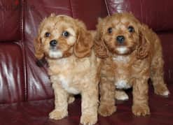 Cavapoo Puppies From Russia 0