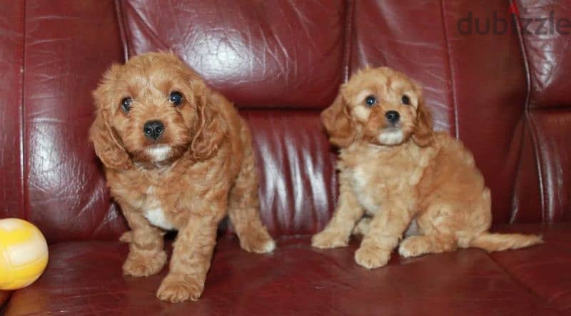Cavapoo Puppies From Russia 1