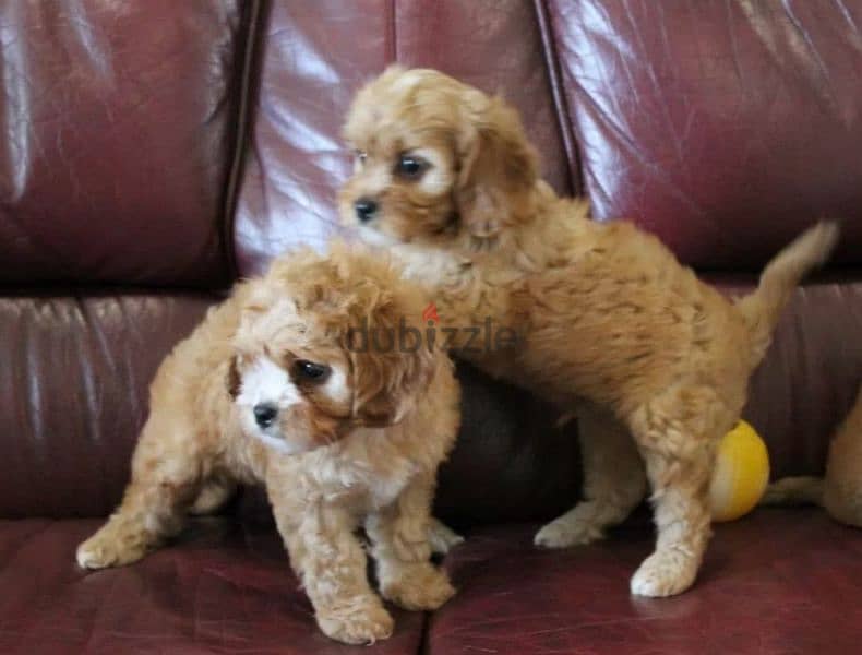 Cavapoo Puppies From Russia 4