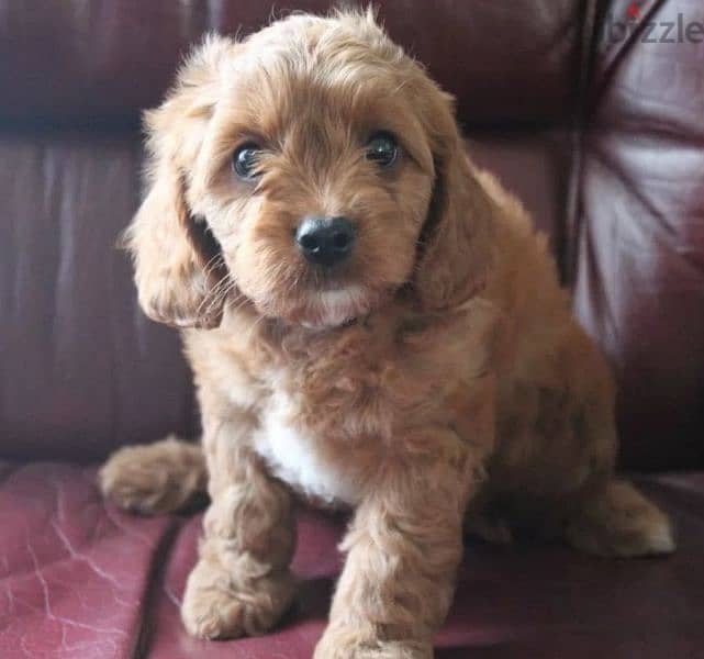 Cavapoo Puppies From Russia 5