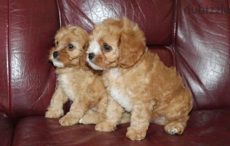 Cavapoo Puppies From Russia 6