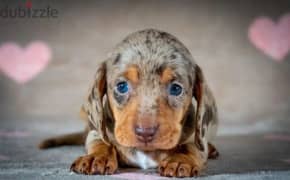 Miniature Dachshund Puppies From Russia Rare colors 0