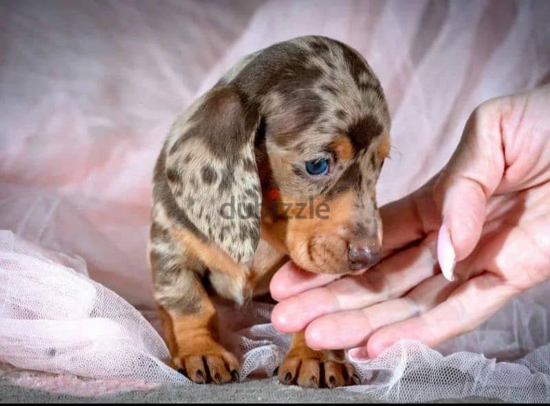 Miniature Dachshund Puppies From Russia Rare colors 2