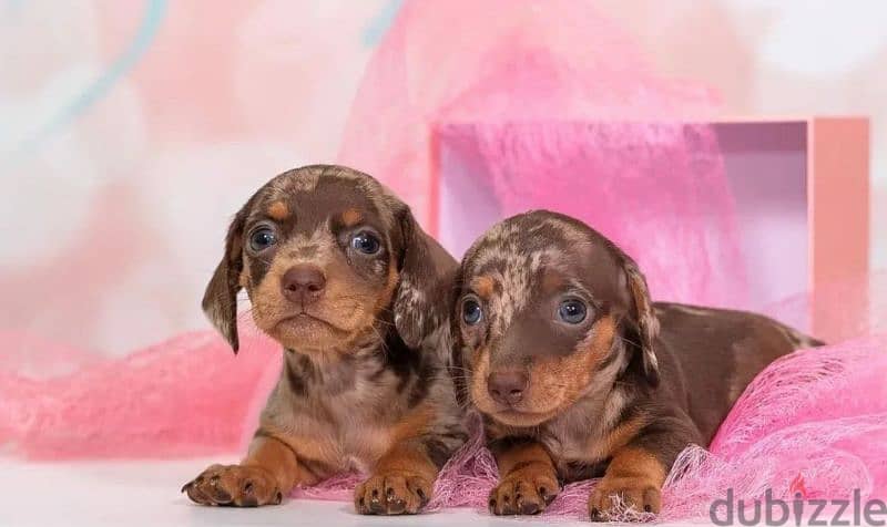 Miniature Dachshund Puppies From Russia Rare colors 3