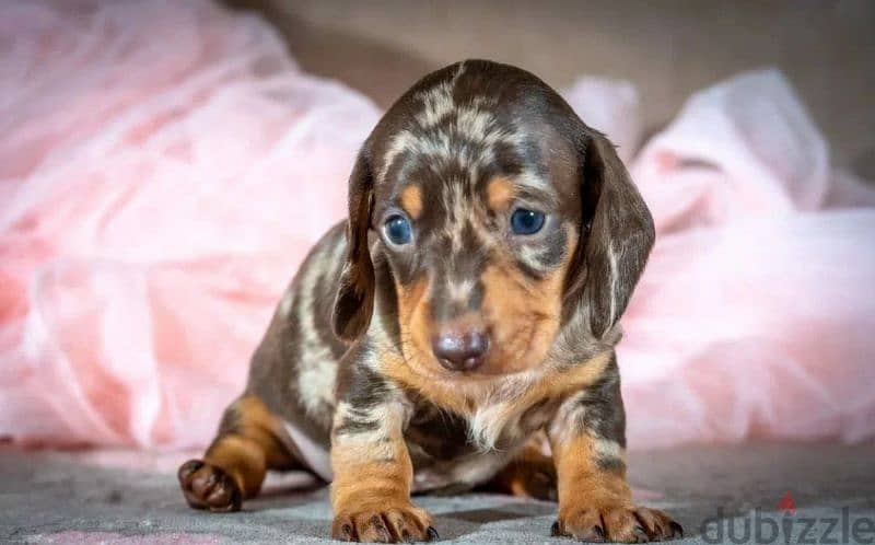 Miniature Dachshund Puppies From Russia Rare colors 4