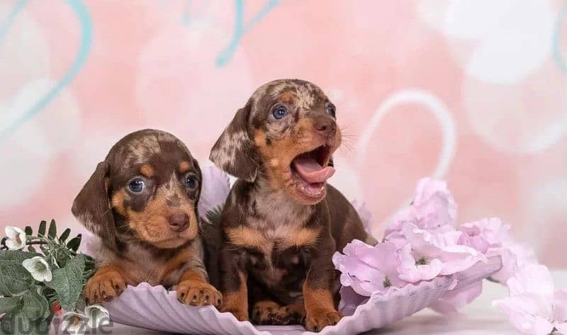 Miniature Dachshund Puppies From Russia Rare colors 5