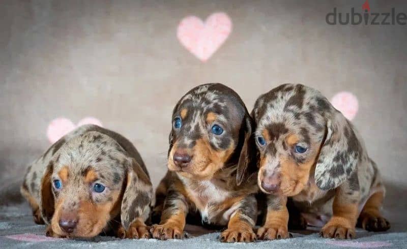 Miniature Dachshund Puppies From Russia Rare colors 6