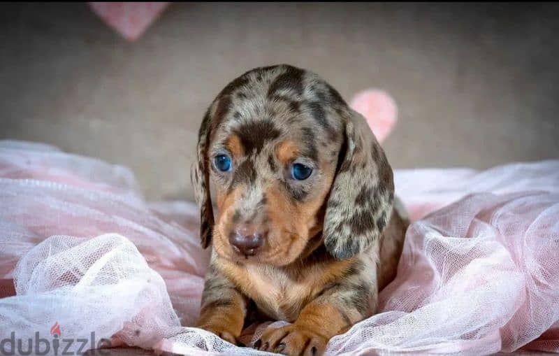 Miniature Dachshund Puppies From Russia Rare colors 7