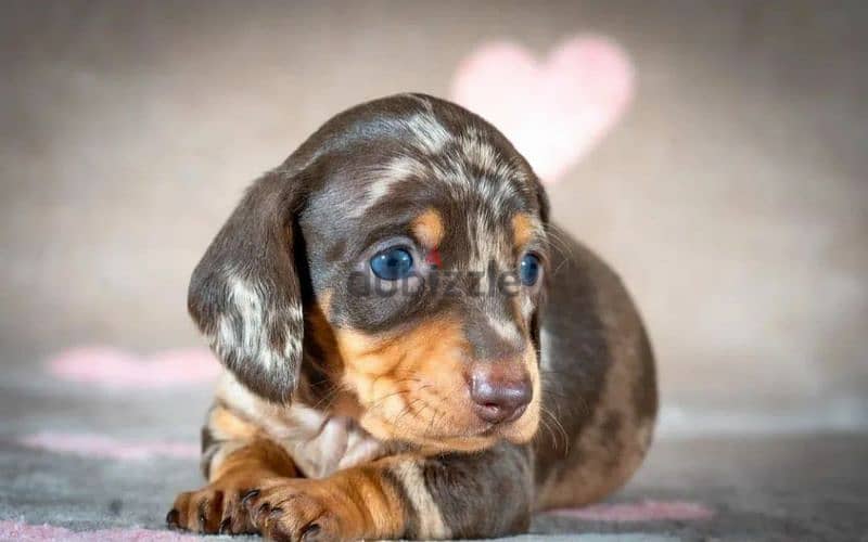 Miniature Dachshund Puppies From Russia Rare colors 8