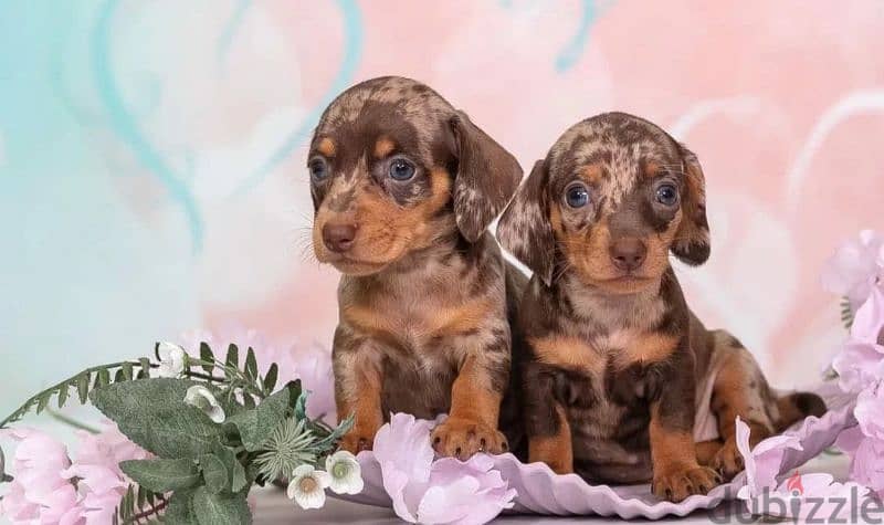 Miniature Dachshund Puppies From Russia Rare colors 9