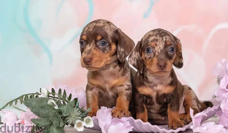 Miniature Dachshund Puppies From Russia Rare colors 10