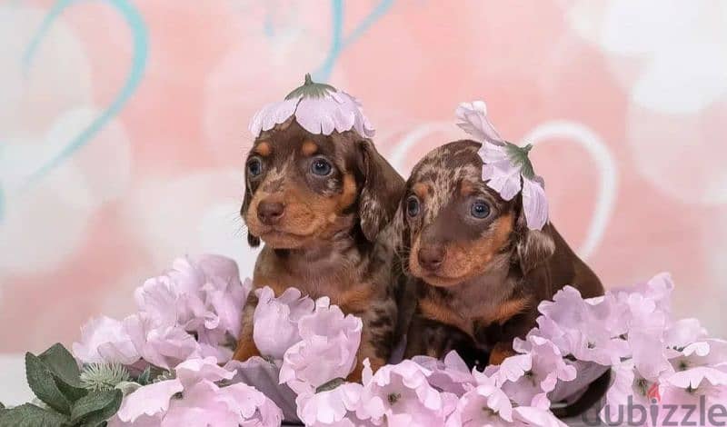 Miniature Dachshund Puppies From Russia Rare colors 11