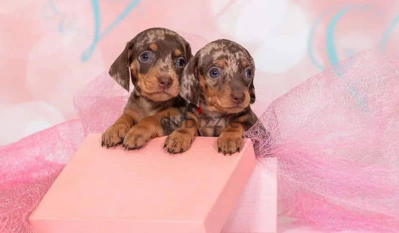 Miniature Dachshund Puppies From Russia Rare colors 12