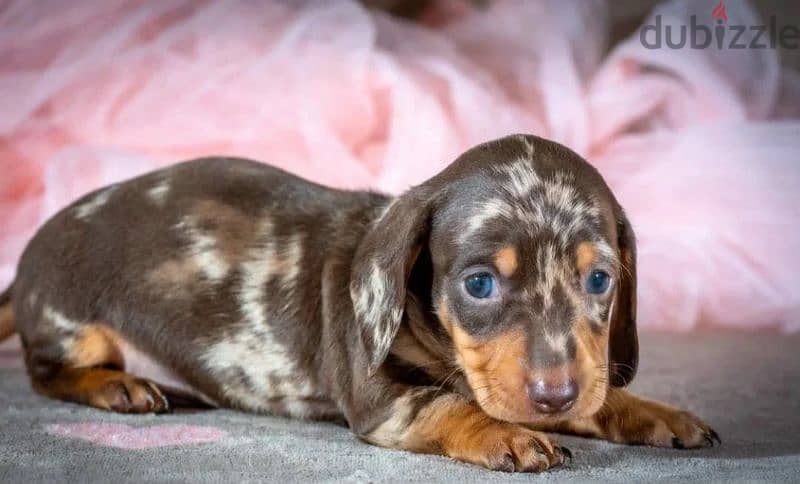 Miniature Dachshund Puppies From Russia Rare colors 13