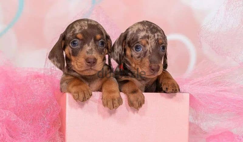 Miniature Dachshund Puppies From Russia Rare colors 14