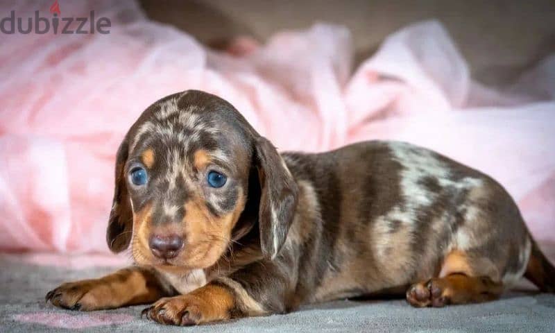 Miniature Dachshund Puppies From Russia Rare colors 15