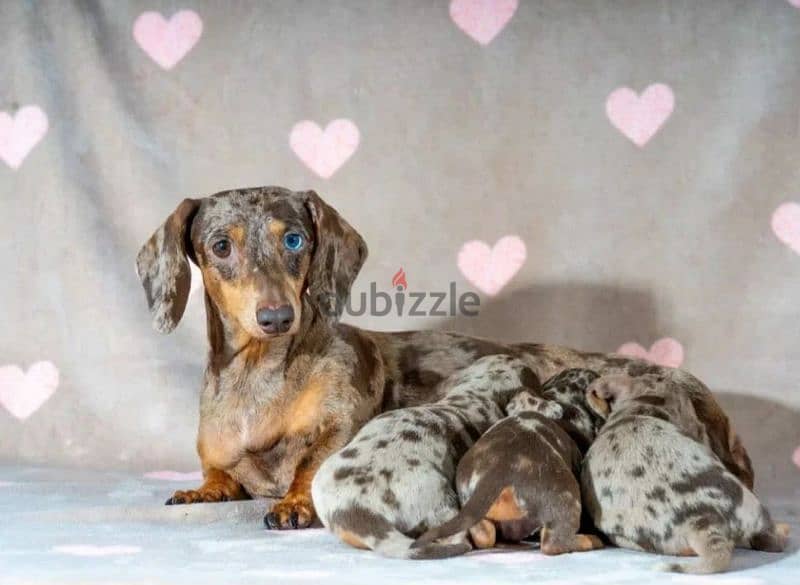 Miniature Dachshund Puppies From Russia Rare colors 16