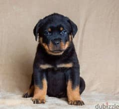 Rottweiler imported puppies From Russia