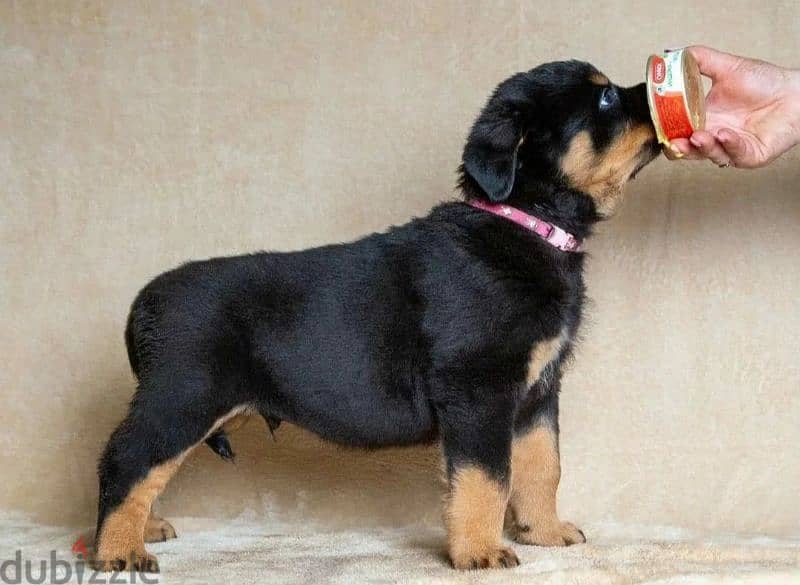 Rottweiler imported puppies From Russia 1