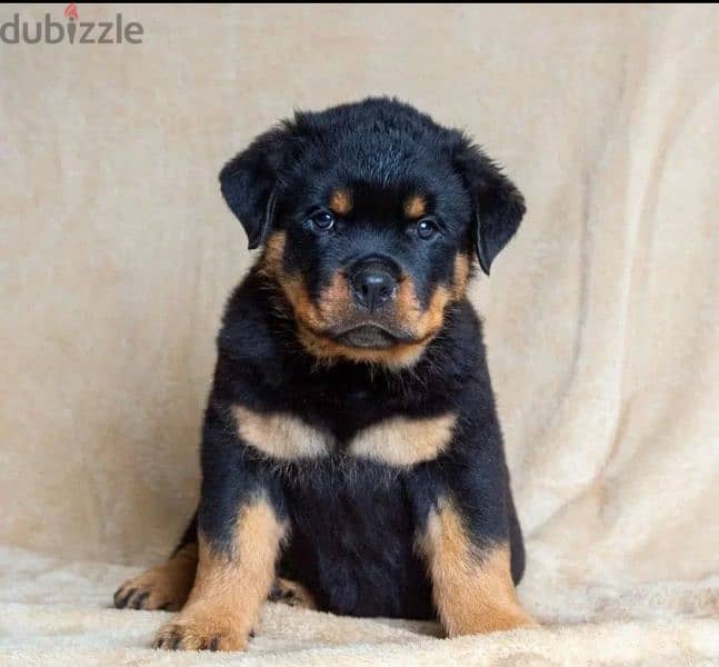 Rottweiler imported puppies From Russia 2