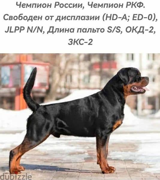 Rottweiler imported puppies From Russia 3