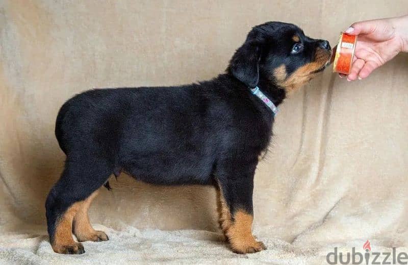 Rottweiler imported puppies From Russia 4