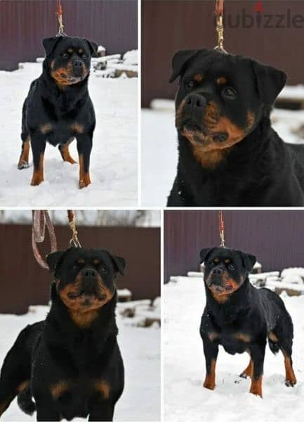 Rottweiler imported puppies From Russia 5