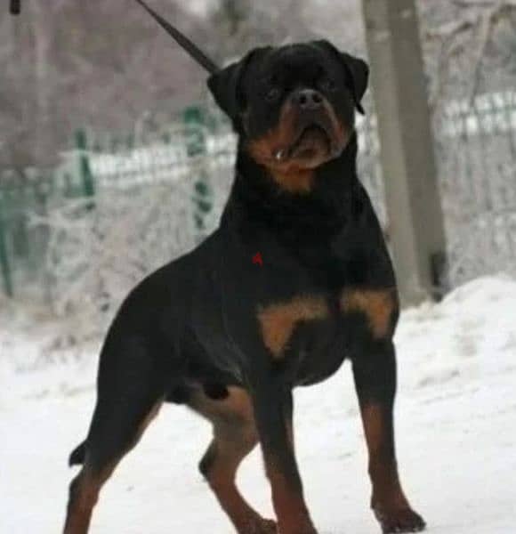 Rottweiler imported puppies From Russia 6