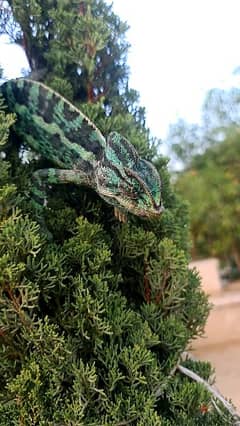 chameleon | حرباء 0