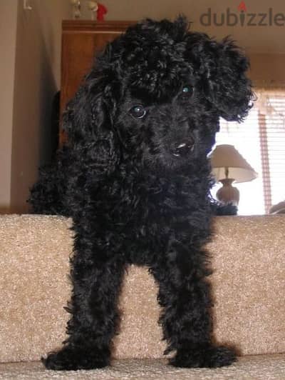 بودل ذكر مستورد بالاوراق والباسبور Imported poodle male