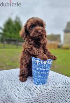 Toy Poodle Chocolate Female so cute imported from Europe !! 0