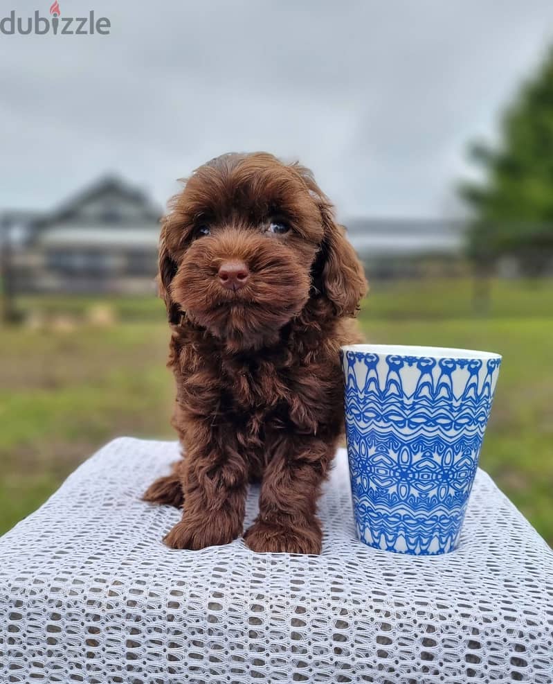 Toy Poodle Chocolate Female so cute imported from Europe !! 1
