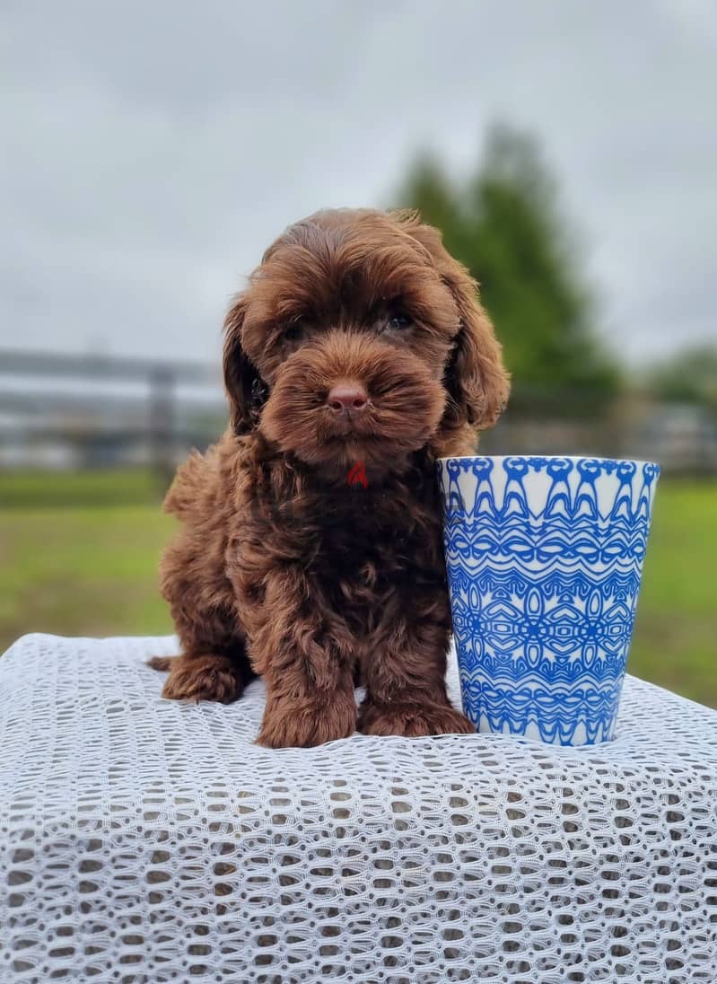Toy Poodle Chocolate Female so cute imported from Europe !! 3