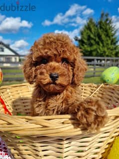 Toy Poodle Red Color Imported from Europe with all documents