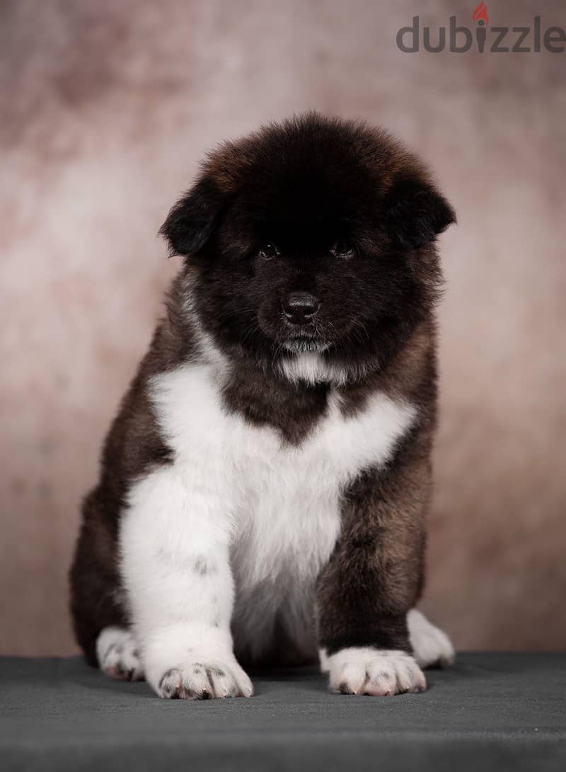 American Akita Long Hair Imported from the biggest kennels in Europe ! 4