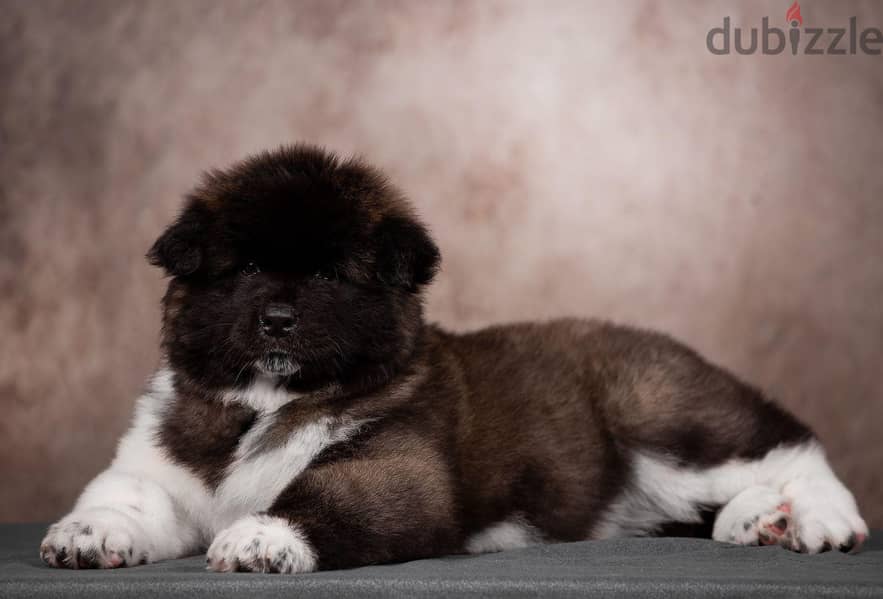American Akita Long Hair Imported from the biggest kennels in Europe ! 1