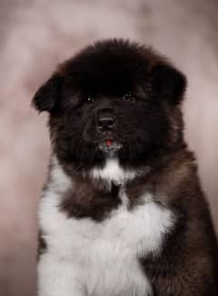 American Akita Long Hair Imported from the biggest kennels in Europe !