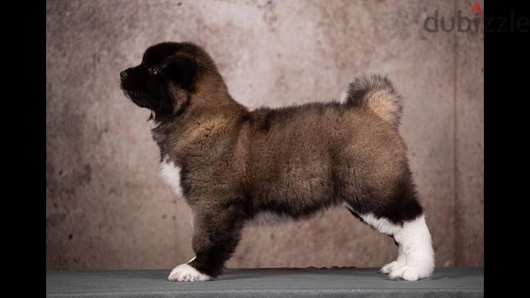 American Akita Long Hair Imported from the biggest kennels in Europe ! 3