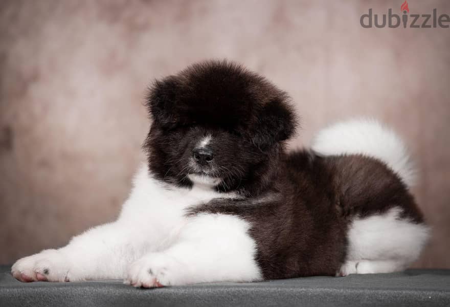 American Akita Long Hair Imported from the biggest kennels in Europe ! 2