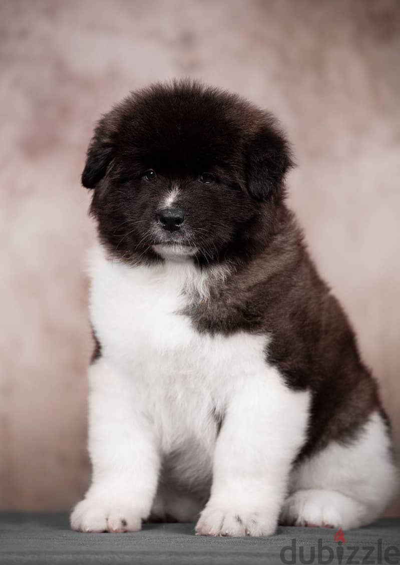American Akita Long Hair Imported from the biggest kennels in Europe ! 5