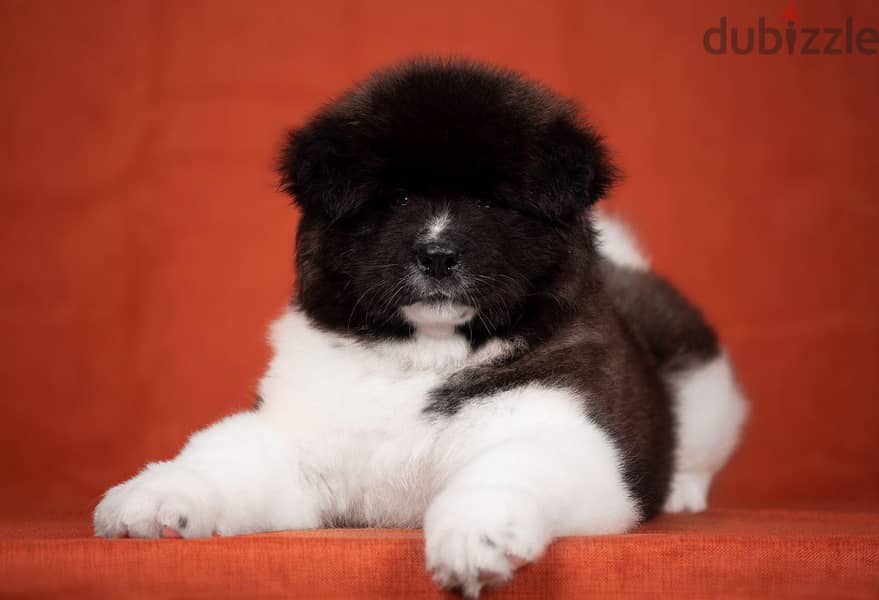 American Akita Long Hair Imported from the biggest kennels in Europe ! 6