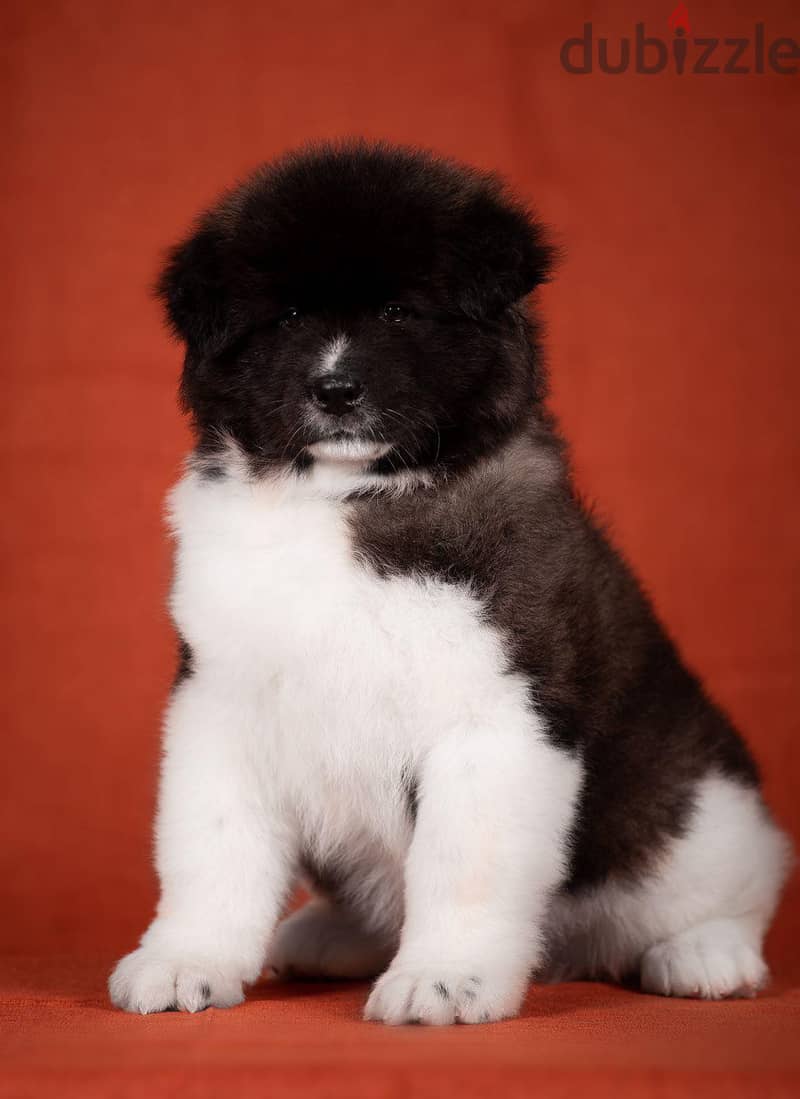American Akita Long Hair Imported from the biggest kennels in Europe ! 8