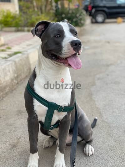 جواز بيتبول  (مطلوب انثي) pitbull - American Pitbull Terrier - APBT