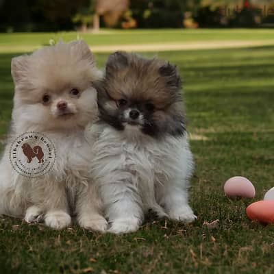 متاح أجمل جراوي بوميرنيان تي كب بيور pomernien