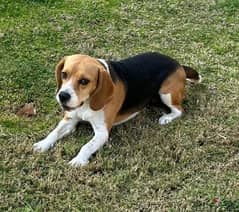 Adult female Beagle for Sale