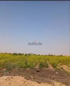مزرعة للبيع 125 فدان بها عنابر دواجن بالقرب من مدينة قنا الجديدة