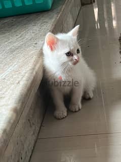 قطة شيرازي ابيض